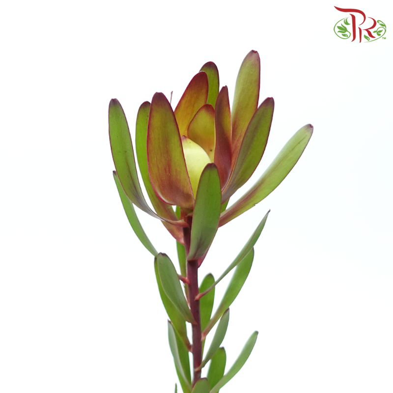 Leucadendron - Red (Per Bunch)-Red-China-prflorist.com.my