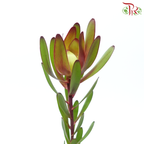 Leucadendron - Red (Per Bunch)-Red-China-prflorist.com.my