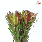 Leucadendron - Red (Per Bunch)-Red-China-prflorist.com.my