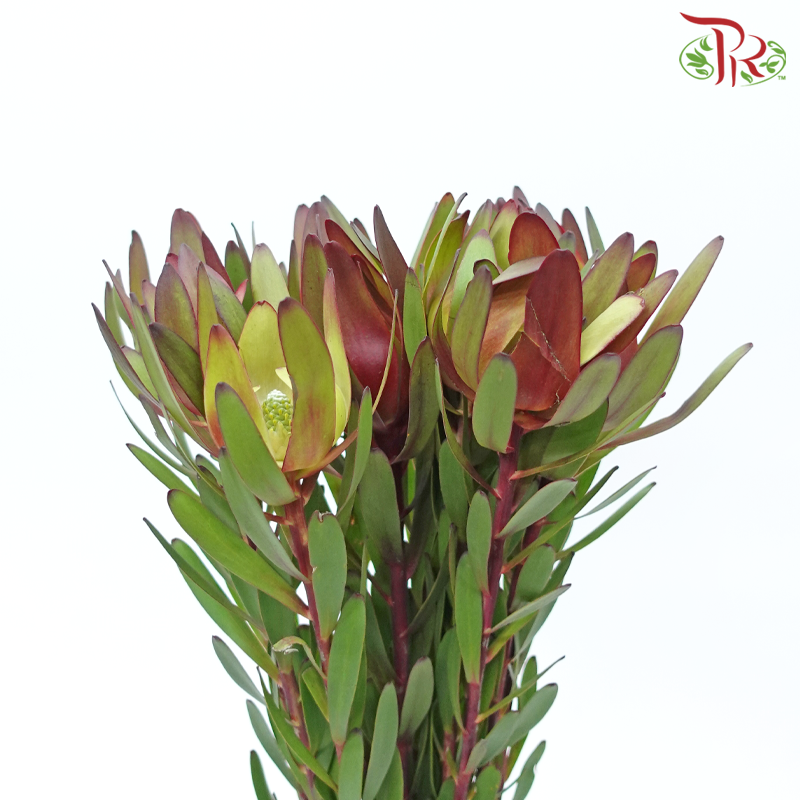 Leucadendron - Red (Per Bunch)-Red-China-prflorist.com.my