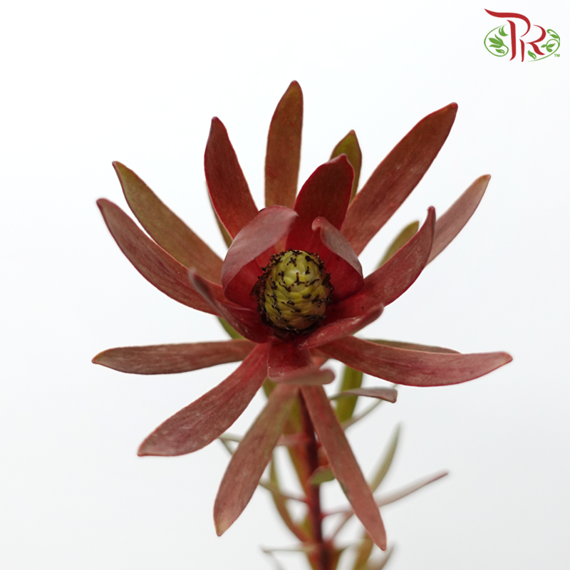 Leucadendron - Red (Per Bunch)-Red-China-prflorist.com.my