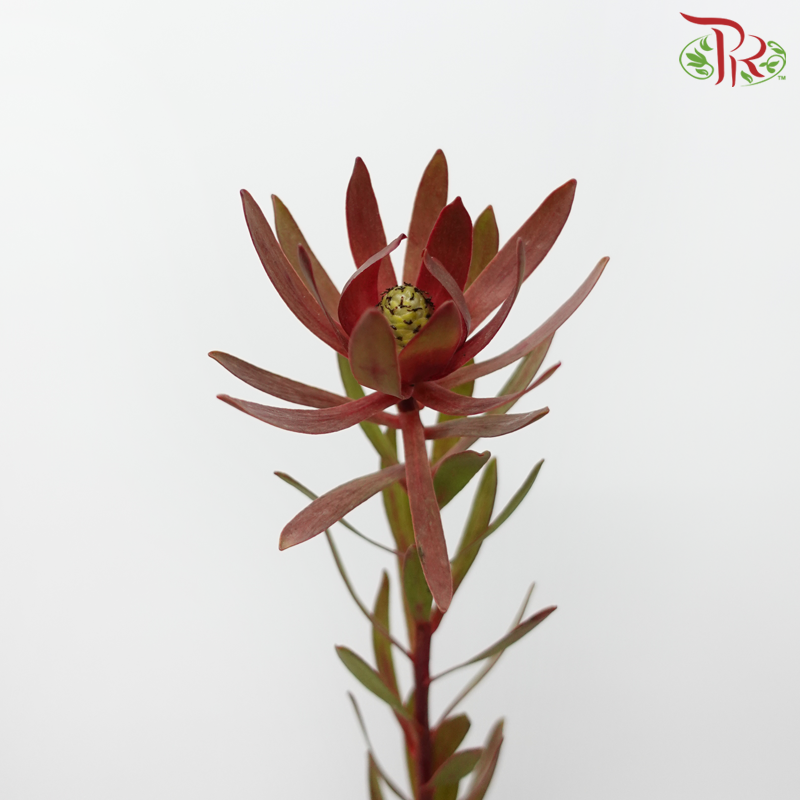 Leucadendron - Red (Per Bunch)-Red-China-prflorist.com.my