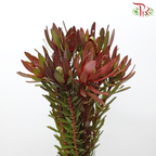 Leucadendron - Red (Per Bunch)-Red-China-prflorist.com.my