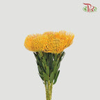 Leucospermum - Light Orange (5 Stems)-Orange-Netherland-prflorist.com.my