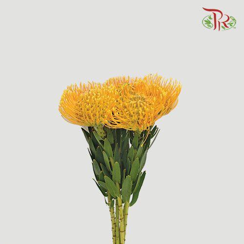 Leucospermum - Light Orange (5 Stems)-Orange-Netherland-prflorist.com.my