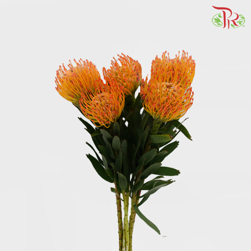 Leucospermum - Orange (5 Stems)-Orange-Africa-prflorist.com.my