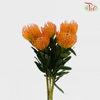 Leucospermum - Orange (5 Stems)-Orange-Africa-prflorist.com.my