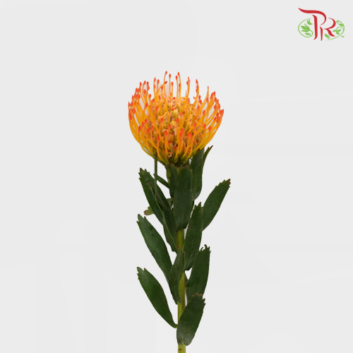 Leucospermum - Orange (5 Stems)-Orange-Africa-prflorist.com.my