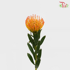 Leucospermum - Orange (5 Stems)-Orange-Africa-prflorist.com.my