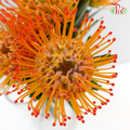 Leucospermum - Orange (5 Stems)-Orange-Netherland-prflorist.com.my