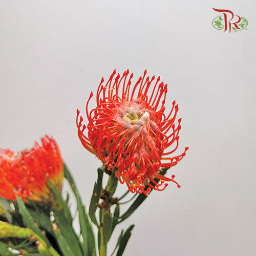 Leucospermum Tango - Dark Orange (5 stems)-Orange-Africa-prflorist.com.my