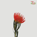 Leucospermum Tango - Dark Orange (5 stems)-Orange-Africa-prflorist.com.my
