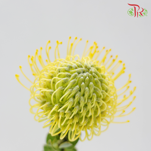 Leucospermum - Yellow (5 Stems)-Yellow-Africa-prflorist.com.my