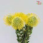 Leucospermum - Yellow (5 Stems)-Yellow-Africa-prflorist.com.my