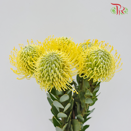 Leucospermum - Yellow (5 Stems)-Yellow-Africa-prflorist.com.my