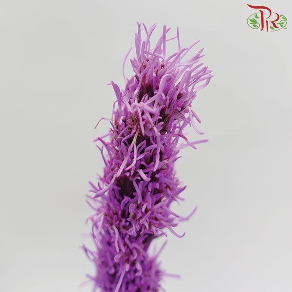 Liatris - (10 Stems)-Purple-Import-prflorist.com.my