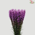 Liatris - (10 Stems)-Purple-Import-prflorist.com.my