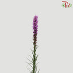 Liatris - (10 Stems)-Purple-Import-prflorist.com.my