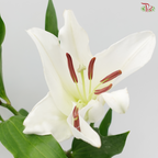 Lily 2+ Siberia - White (10 Stems)-White-China-prflorist.com.my