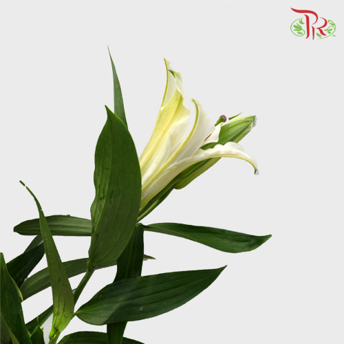Lily 2+ Siberia - White (10 Stems)-White-China-prflorist.com.my