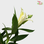 Lily 2+ Siberia - White (10 Stems)-White-China-prflorist.com.my