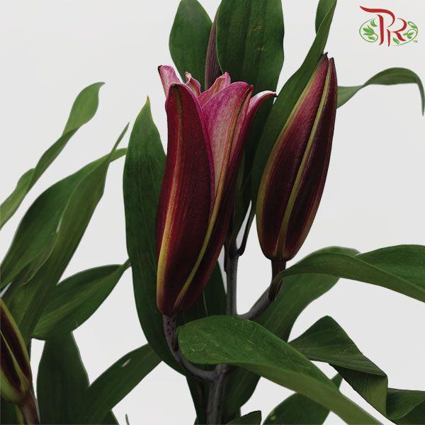 Lily 3+ - Black Beauty/Black Magic (5 Stems)-Pink-China-prflorist.com.my