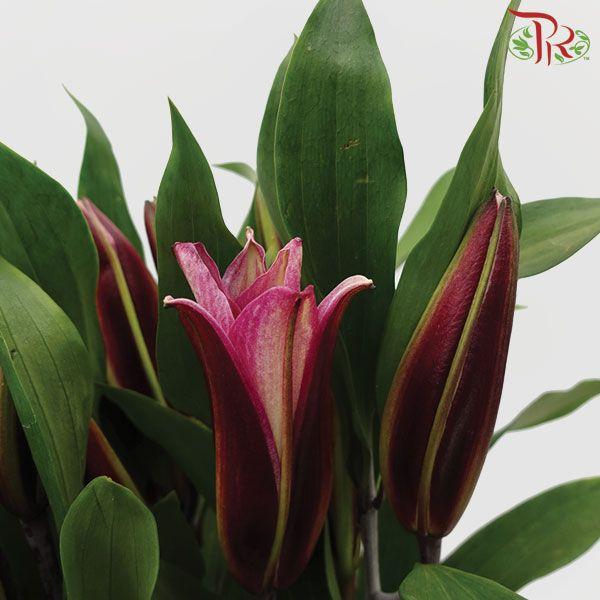 Lily 3+ - Black Beauty/Black Magic (5 Stems)-Pink-China-prflorist.com.my