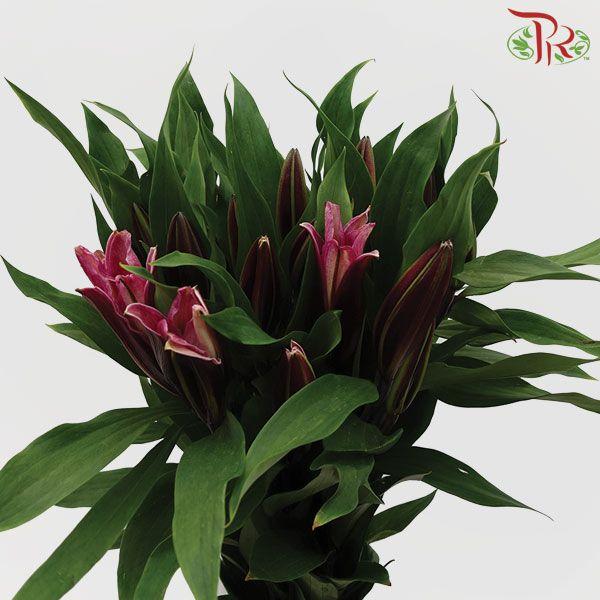 Lily 3+ - Black Beauty/Black Magic (5 Stems)-Pink-China-prflorist.com.my