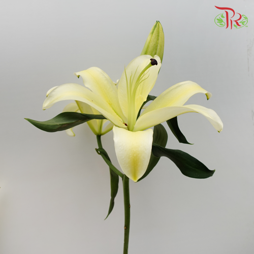 Lily 3+- Manissa Yellow (5 Stems)-Yellow-China-prflorist.com.my