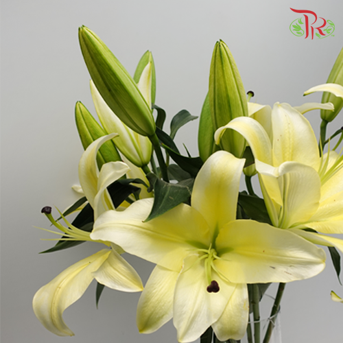 Lily 3+- Manissa Yellow (5 Stems)-Yellow-China-prflorist.com.my