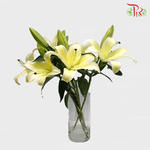 Lily 3+- Manissa Yellow (5 Stems)-Yellow-China-prflorist.com.my