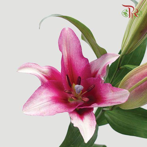 Lily 3+ - Pure Love/ Profundo / Bacardi / Hong Fu / Parasol Pink/ Viviana / Starlight (5 Stems)-Pink-China-prflorist.com.my