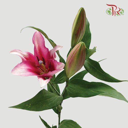 Lily 3+ - Pure Love/ Profundo / Bacardi / Hong Fu / Parasol Pink/ Viviana / Starlight (5 Stems)-Pink-China-prflorist.com.my