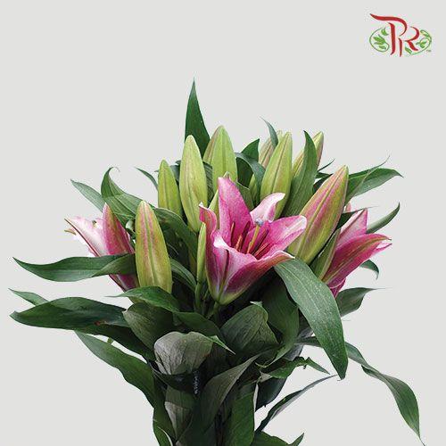 Lily 3+ - Pure Love/ Profundo / Bacardi / Hong Fu / Parasol Pink/ Viviana / Starlight (5 Stems)-Pink-China-prflorist.com.my