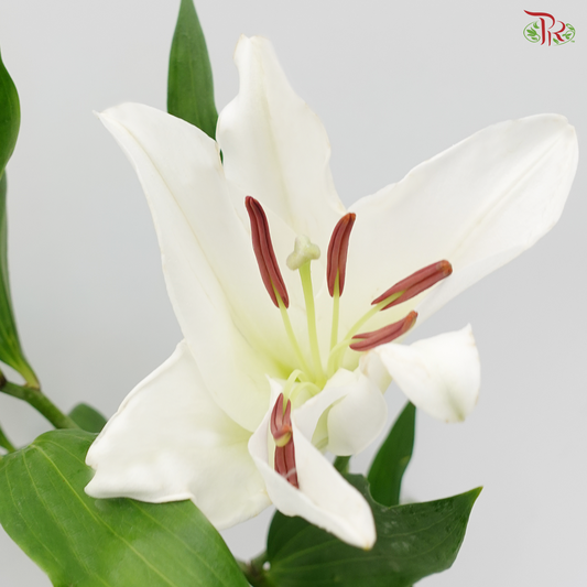 Lily 3+ Siberia - White (5 Stems)-White-China-prflorist.com.my