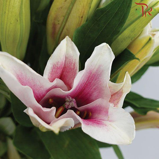 Lily 3+ - Viviana/ Sorbonne (5 Stems)-Pink-China-prflorist.com.my