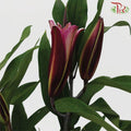 Lily 4+ & 5+ - Black Beauty/Black Magic (5 Stems)-Pink-China-prflorist.com.my