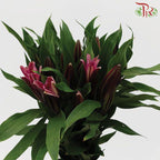 Lily 4+ & 5+ - Black Beauty/Black Magic (5 Stems)-Pink-China-prflorist.com.my