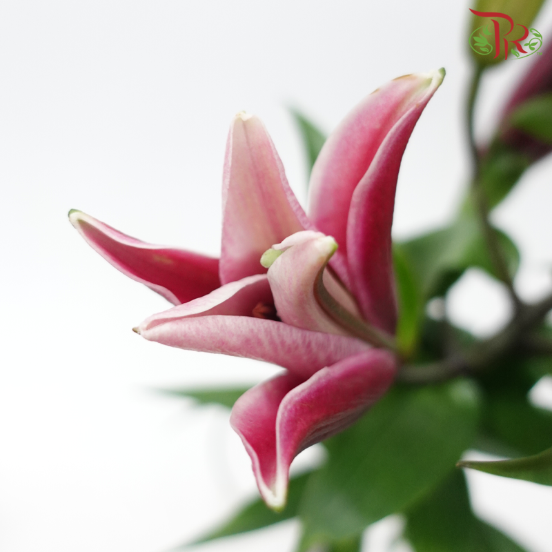 Lily 4+ - Dark Pink Magic (5 Stems)-Pink-Malaysia-prflorist.com.my