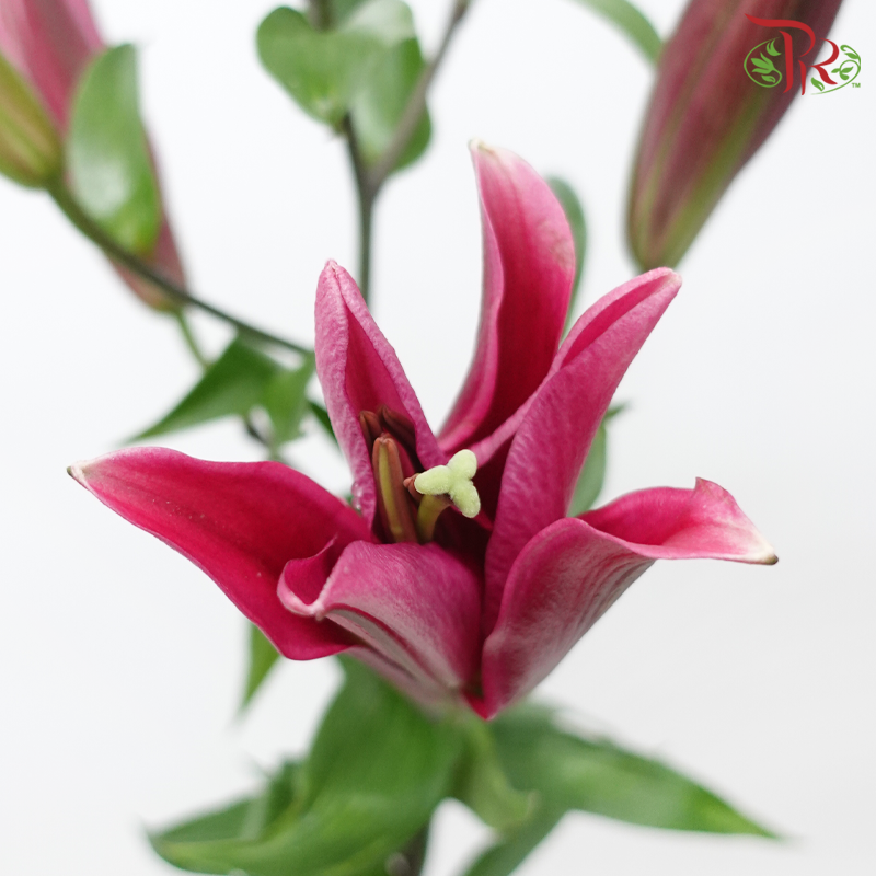 Lily 4+ - Dark Pink Magic (5 Stems)-Pink-Malaysia-prflorist.com.my