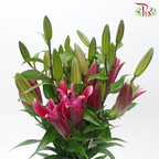 Lily 4+ - Dark Pink Magic (5 Stems)-Pink-Malaysia-prflorist.com.my