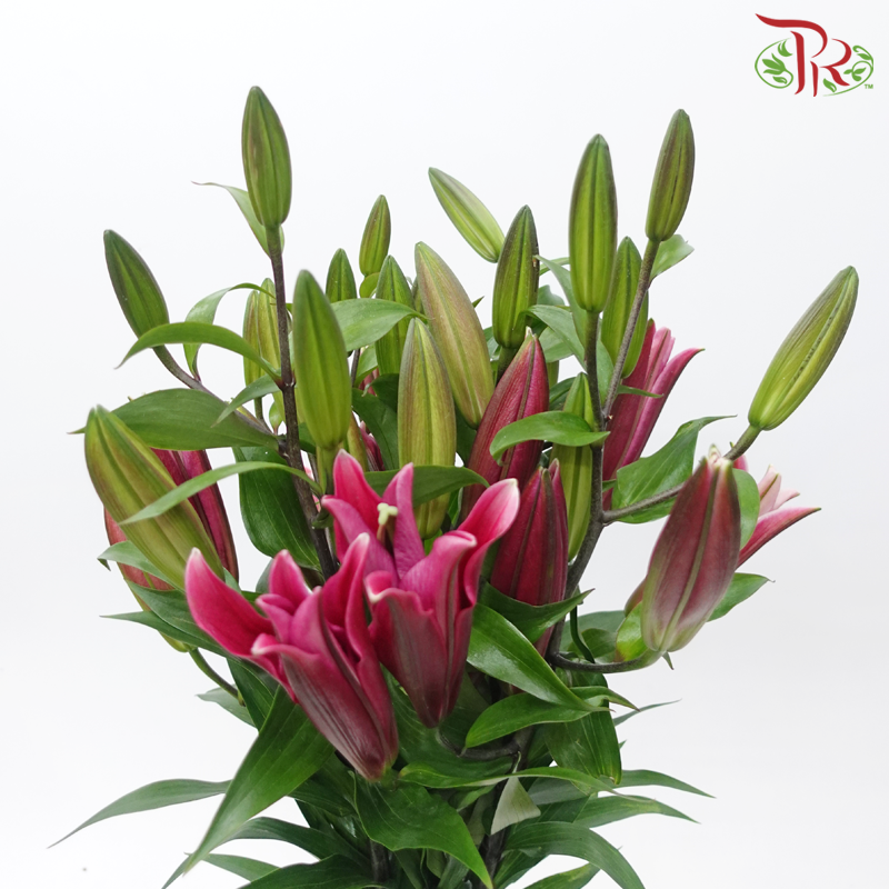 Lily 4+ - Dark Pink Magic (5 Stems)-Pink-Malaysia-prflorist.com.my