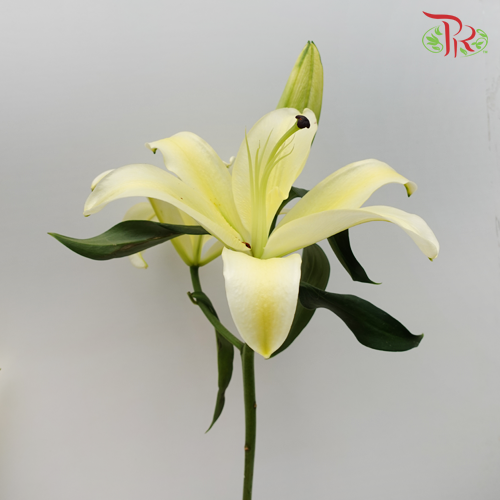 Lily 4+- Manissa Yellow (5 Stems)-Yellow-China-prflorist.com.my