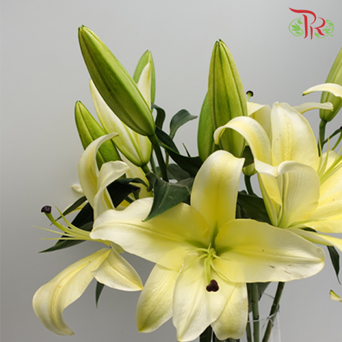 Lily 4+- Manissa Yellow (5 Stems)-Yellow-China-prflorist.com.my