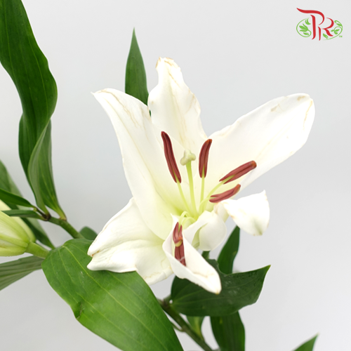 Lily Oriental Captain / Meriva 2 & 3 & 4 - (5 Stems)-White-Vietnam-prflorist.com.my