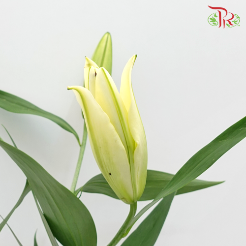 Lily Oriental Catina / Yellow Strike / Serrano / Vigneron / Altarus 2 & 3 & 4 + - (5 Stems)-Yellow-Vietnam-prflorist.com.my