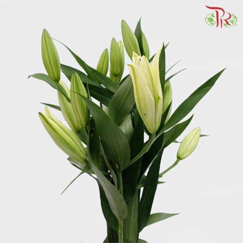 Lily Oriental Catina / Yellow Strike / Serrano / Vigneron / Altarus 2 & 3 & 4 + - (5 Stems)-Yellow-Vietnam-prflorist.com.my