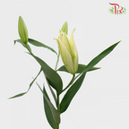Lily Oriental Catina / Yellow Strike / Serrano / Vigneron / Altarus 2 & 3 & 4 + - (5 Stems)-Yellow-Vietnam-prflorist.com.my