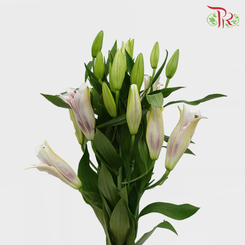 Lily Oriental Marlon 2 & 3 & 4 + - (5 Stems)-Pink-Vietnam-prflorist.com.my