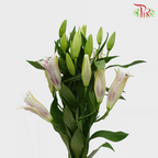 Lily Oriental Marlon 2 & 3 & 4 + - (5 Stems)-Pink-Vietnam-prflorist.com.my